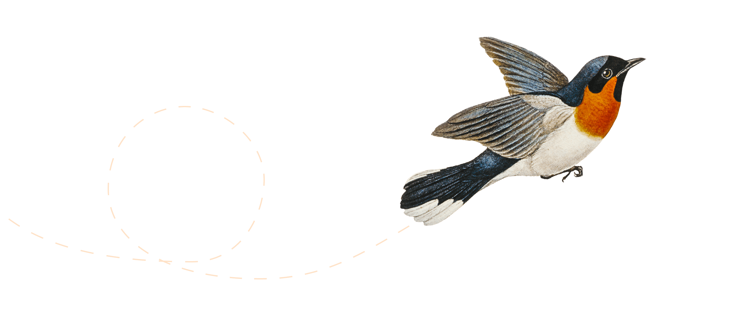Illustration af en fugl, der flyver.